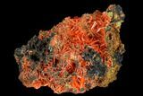 Bright Orange Crocoite Crystal Cluster - Tasmania #117604-1